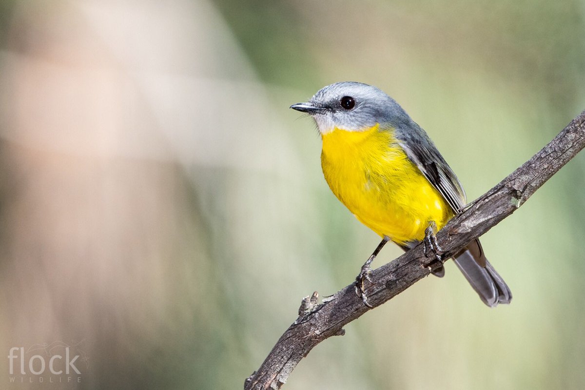 flockwildlife's tweet photo. Yellow Robins are really lovely birds- so friendly! #wildoz #caperteevalley https://t.co/RRmr0cQEov