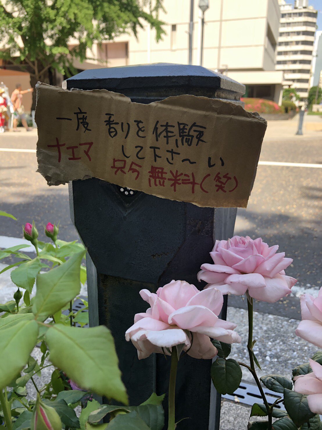 花ごころ通信 Na Twitterze それぞれ個性的なバラの特徴をお伝えしたいです ダンボール バラと一緒だとオシャレ感 デルバール 日本大通り ナエマ ピンクパラダイス