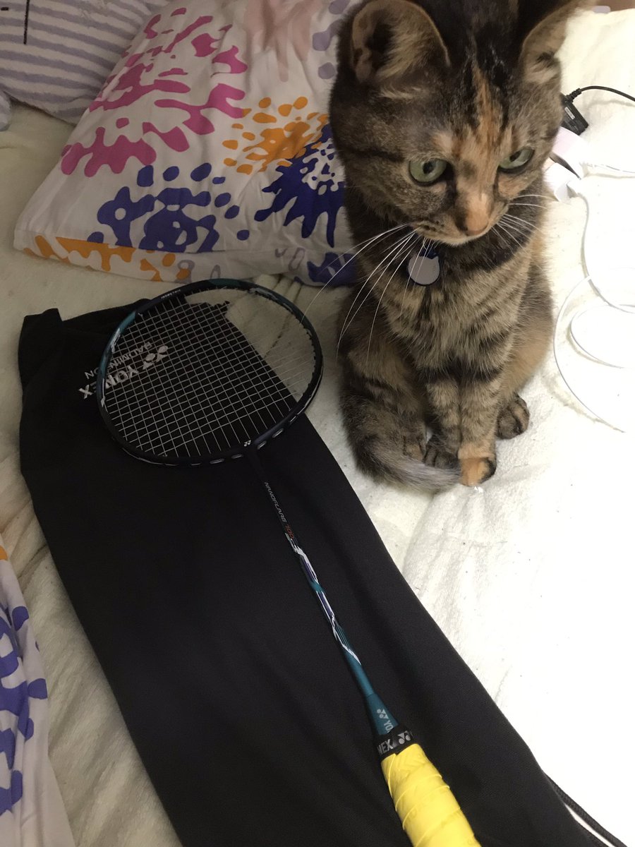 nyanko0910's tweet photo. もうやらないと言って諸々処分してから半年ですが、やります
10年ぶりにラケット購入したけど、ラケットって高いのね https://t.co/KBJhg9f181
