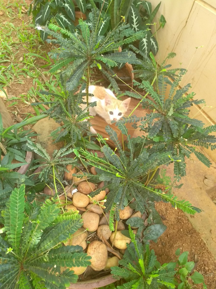 drmaya's tweet photo. My camera savyy kitty :) https://t.co/Ipd86Eqibx