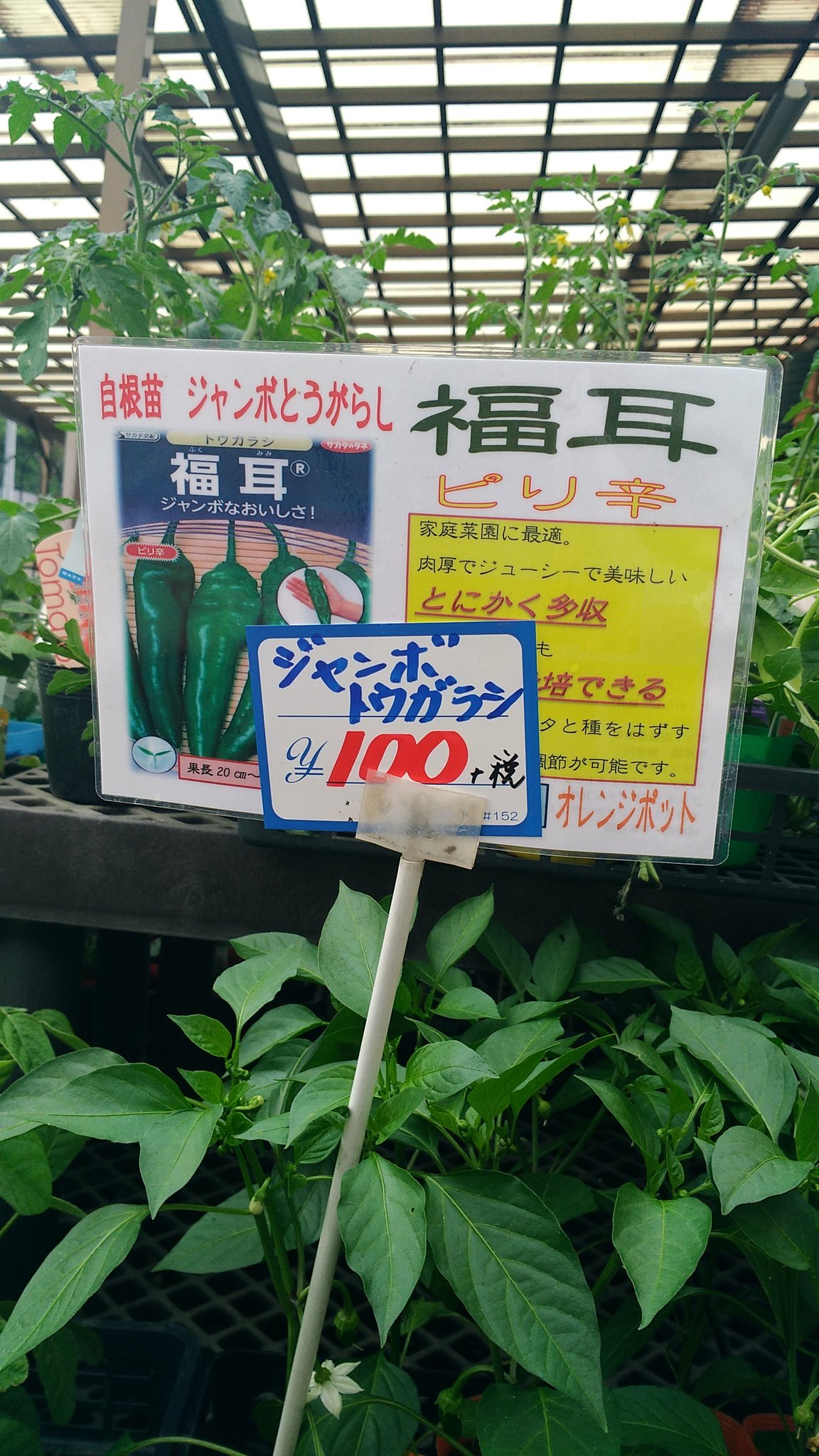 Togaciao ベランダ菜園 近所のホームセンターに赤玉を買いに行ったのに新たに苗を3株購入しちゃいました 新しい仲間を紹介します 激辛唐辛子の プリッキーヌ 君 旨辛唐辛子の ハラペーニョ 君 ジャンボ唐辛子の 福耳 君の3株です 仲良くして Togaciao ベランダ菜園 近所のホームセンターに赤玉を買いに行ったのに新たに苗を3株購入しちゃいました 新しい仲間を紹介します 激辛唐辛子の プリッキーヌ 君 旨辛唐辛子の ハラペーニョ 君 ジャンボ唐辛子の 福耳 君の3株です 仲良くして