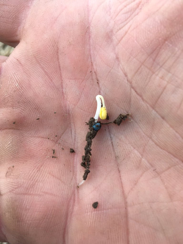abfarmdawg's tweet photo. Some of the early canola gonna pop any day. #Invigor #L234PC https://t.co/wuwaP1Hrxn