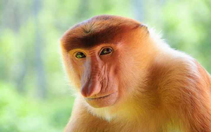 booboy5150's tweet photo. This one you humans call #trump #potus he's making monkeys look bad, especially us orange ones. I'm might have to put a hit on his #monkeyAss https://t.co/8oNL4O3Kml