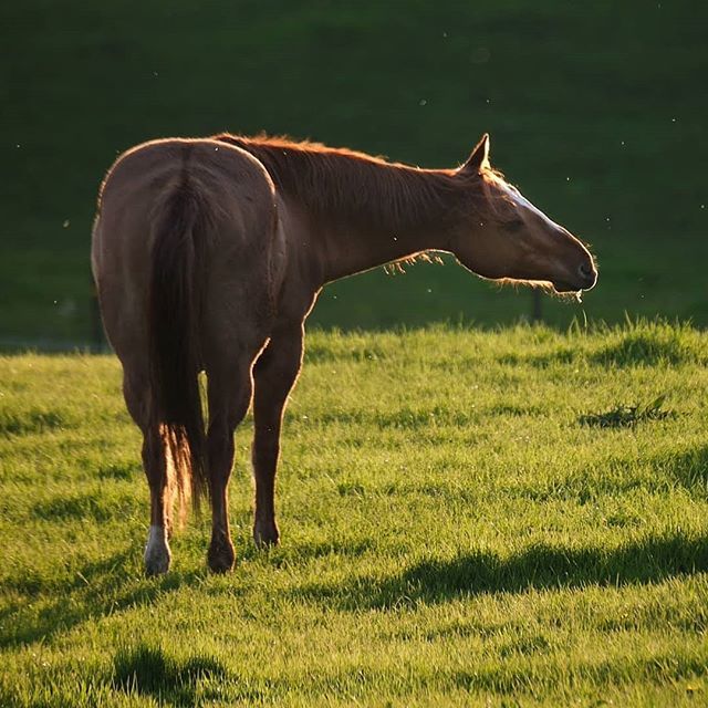 HumanotExplorer's tweet photo. #fujixt2 #fujifilm #horse  #backlit  #portstanley  #horse #horsesofinstagram https://t.co/QuHc3CfX10 https://t.co/4f07FD8B3C