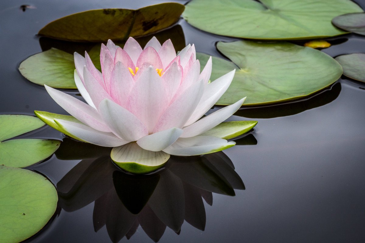iimmpact's tweet photo. Wishing everyone a Happy Vesak Day from IIMMPACT team! https://t.co/W0oC6rgbWX
