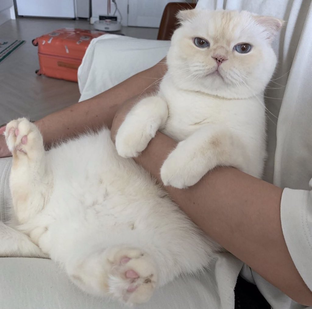 เบ้บบลู tweet media