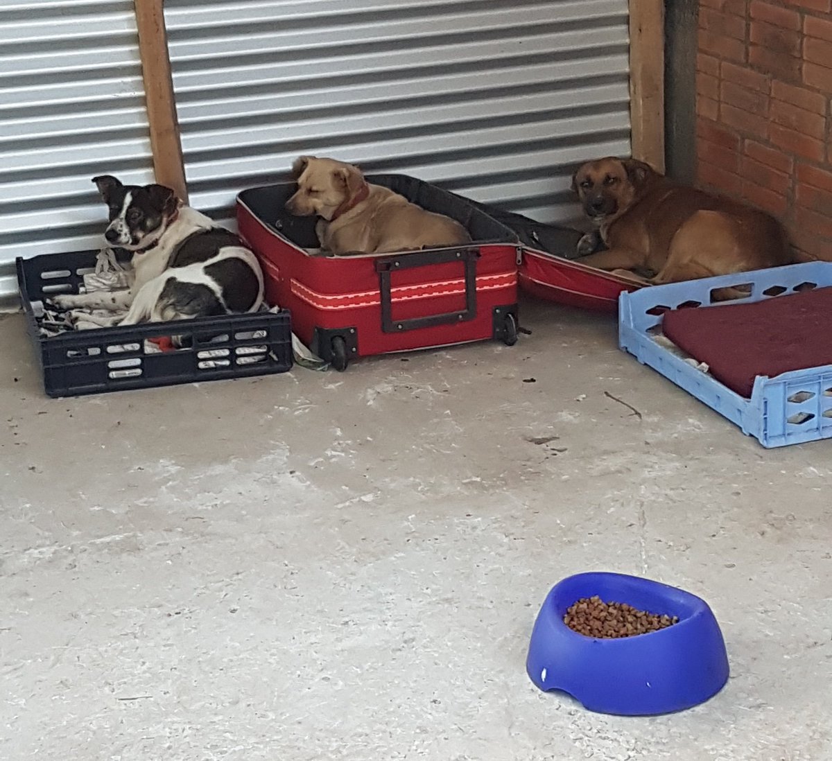 edithortizg's tweet photo. Albergue Acuático Alaja 5🌟 POBRES PERO CHUCHI 💖🔝🐶🐾🇵🇾🤗 Si tenes maletas gdes que ya no uses, Nosotras le damos uso 🤩🐾 c/ Almohadones convertimos en Cuchas Chic cómodas #albergueacuaticoalaja #NoesunPerroesmiFamilia #PakoInundacionPy #rescuedogs #paraguay https://t.co/cY2Ib2palM