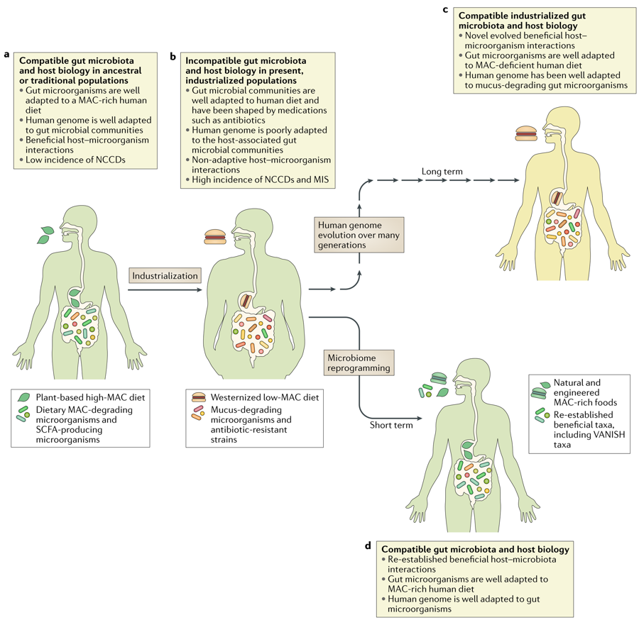 mmw_lmw's tweet photo. #GutMicroBiota | Changes in host–microbiota interactions over evolutionary time |  Erica &amp; Justin Sonnenburg @StanfordMed @NatureRevMicro https://t.co/ga8GcN6K1l https://t.co/73OAwly2ay