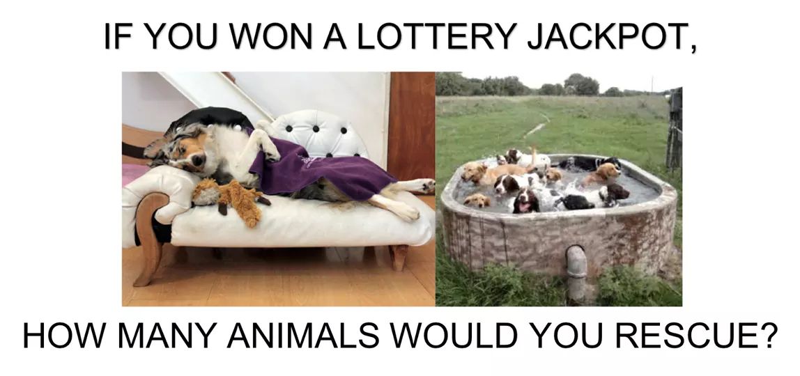 This would be a dream on top of a dream.  We would love to hear from you.  How many animals would you rescue?

watch. love. adopt. #celebratepetgotchaday