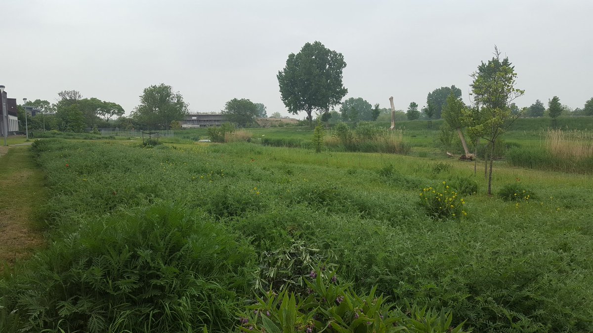SMeergroen's tweet photo. Concreet werken aan verbetering #biodiversiteit in de #buurt door ecologisch beheer van natuurstrook. Nabij geniedijk en Fort #Hoofddorp. Samen met #vrijwilligers en #buurtbewoners. https://t.co/RuiKzb1Hvq