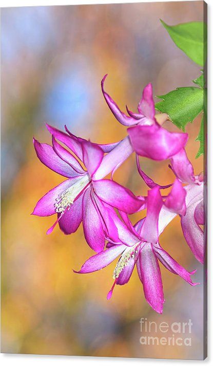 KayeMenner's tweet photo. #Easter #Cactus #Autumn Bokeh By Kaye Menner Canvas #Print / Canvas Art by Kaye Menner https://t.co/yOFFaUiaU8 https://t.co/PIKsVMTsAl