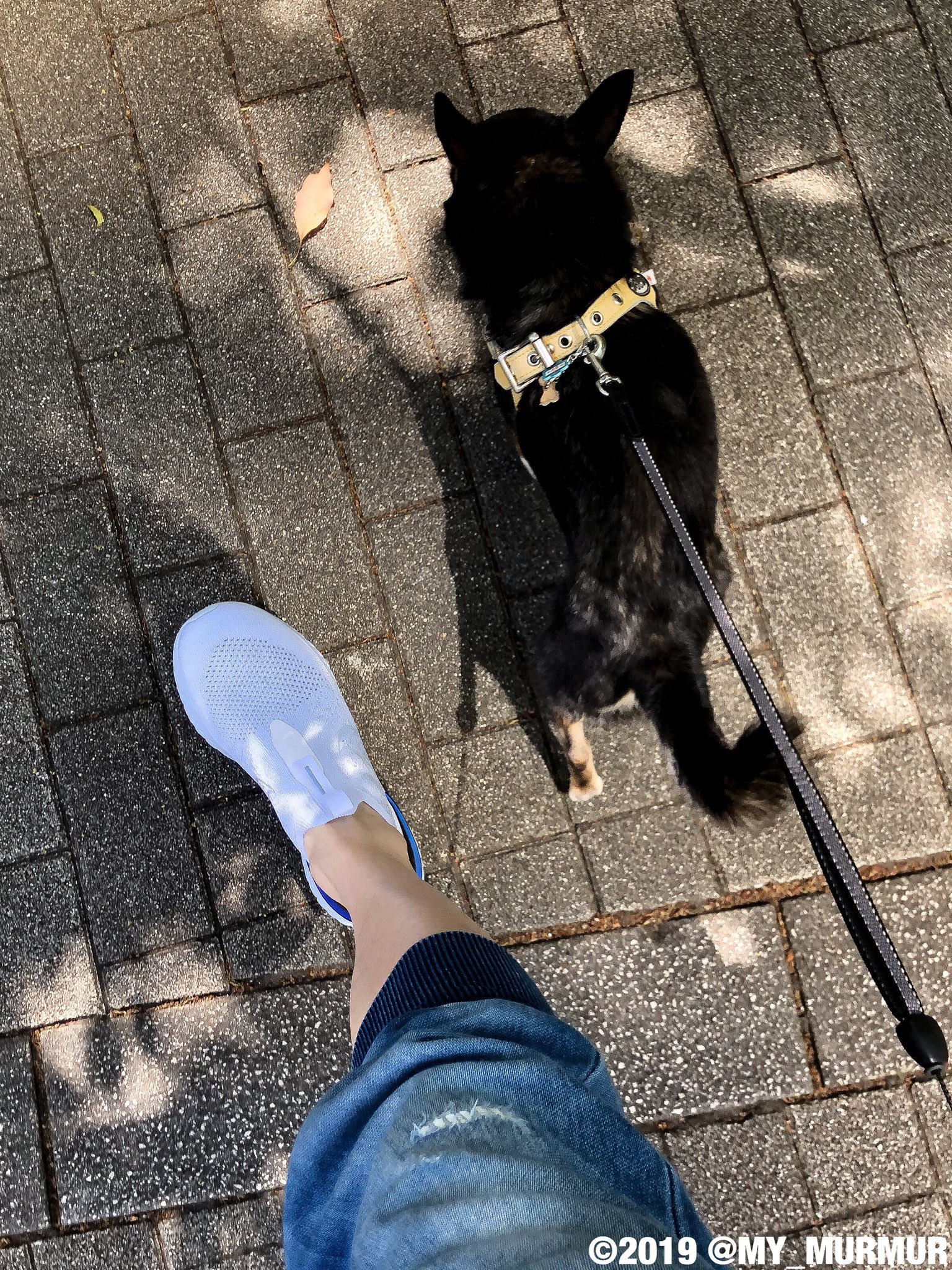 諏訪部順一 Junichi Suwabe 今日もまたチワワ連れてる人に 何犬ですか と聞かれる 最近気づいたのだが そう聞いてくる方のコは大抵マズルが短いペチャ顔ちゃん どっちもカワイイが やっぱ見慣れたウチのコ基準で見