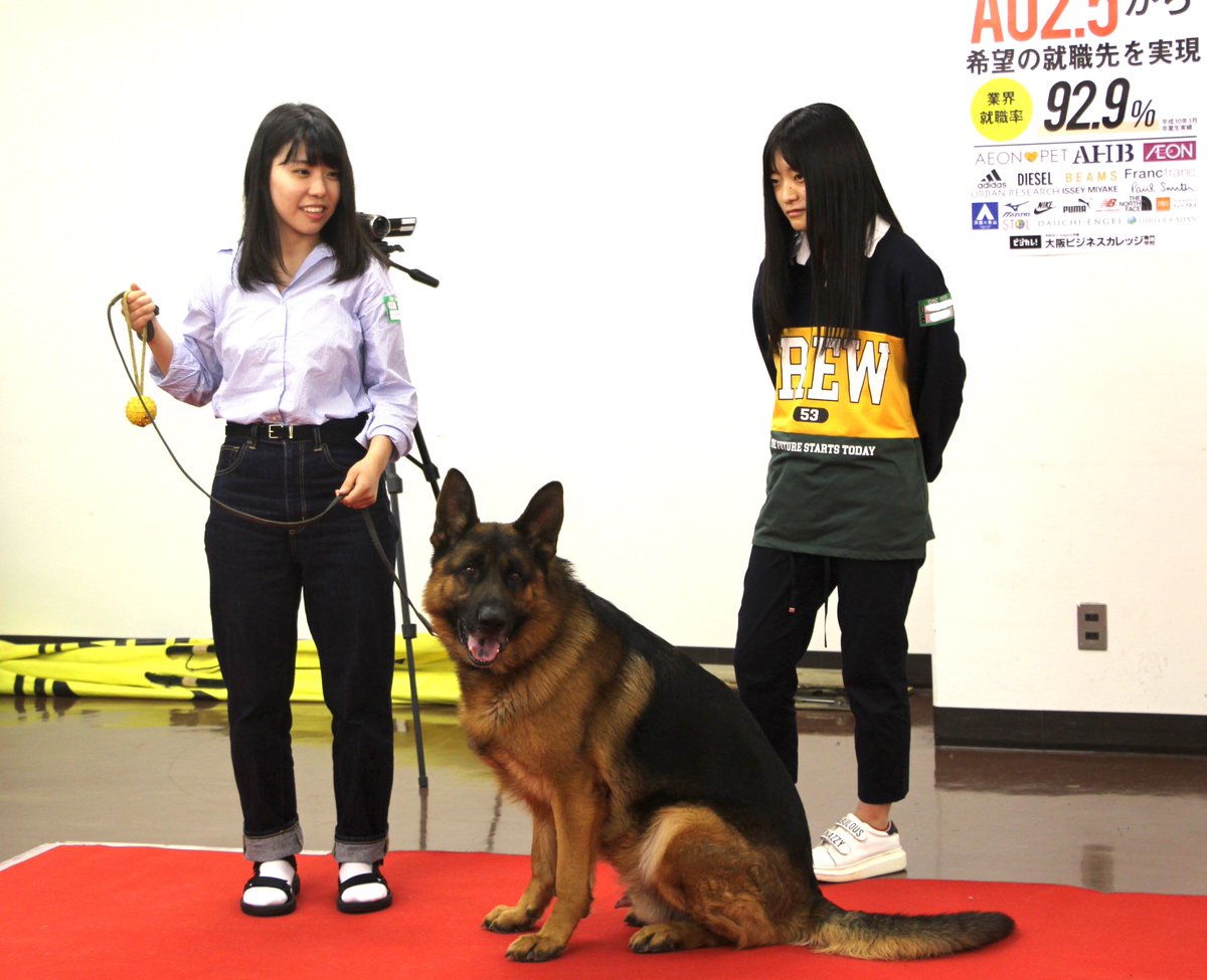 大阪ビジネスカレッジ専門学校 本日 ペットビジネス学科の 体験入学 では 警察犬訓練士 さんと 警察犬 が来校する特別day でした 訓練士さんのデモンストレーションを見たり 実際にトレーニングしてみたりと参加者さんには色々体験してもらいましたよ
