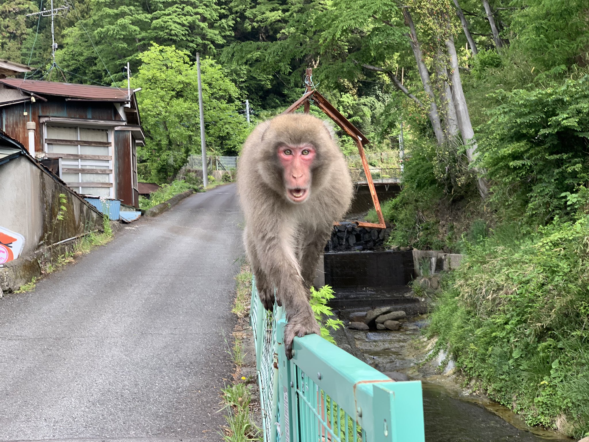Orgone 今日は会社の同僚と群馬県の妙義山の裏ルートに行ってきました 横川駅駅前でいきなり猿 威嚇されてますね T Co Bso161c4r8 Twitter