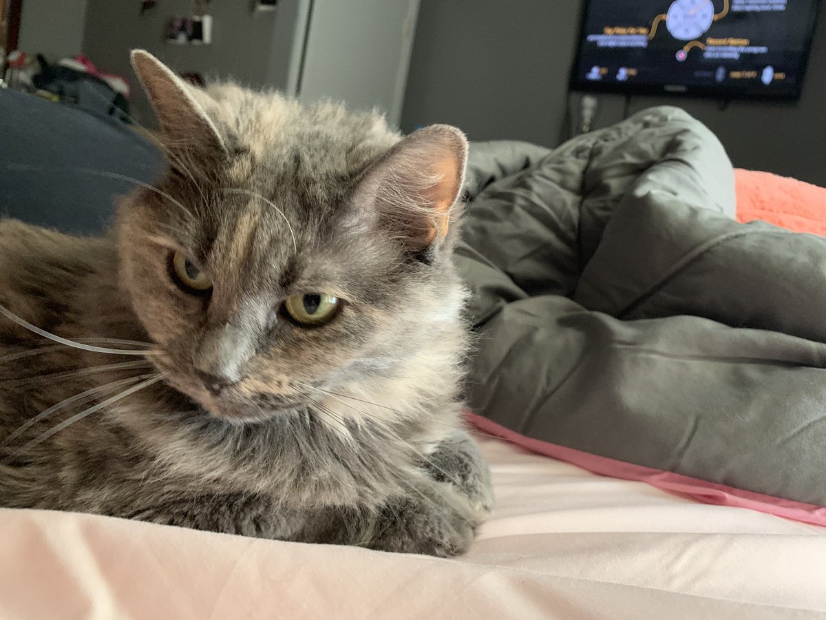 XxCelia98's tweet photo. #CatsForGrumpy #grumpycatRIP #CatsOnTwitter #GrumpyCat https://t.co/Tz6gh5meOv