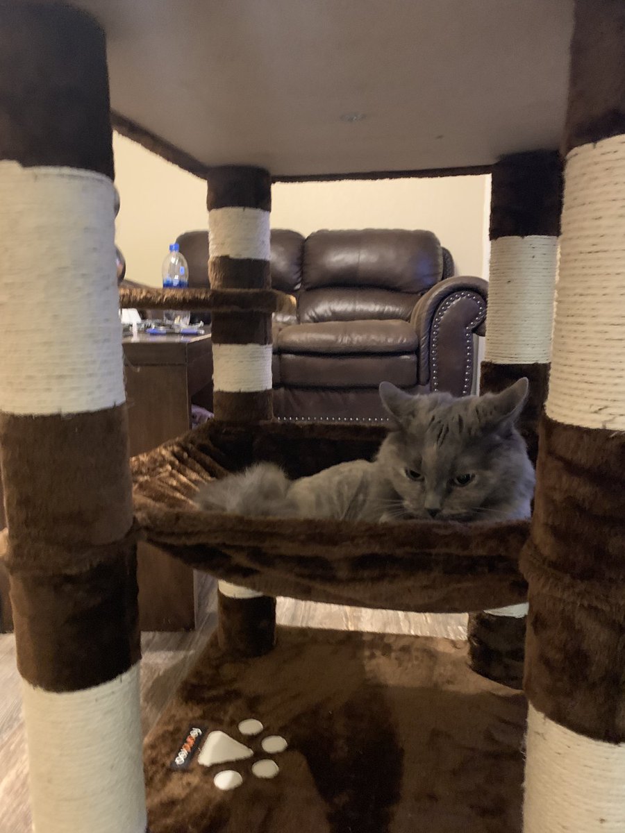 XxCelia98's tweet photo. #CatsForGrumpy #grumpycatRIP #CatsOnTwitter #GrumpyCat https://t.co/Tz6gh5meOv
