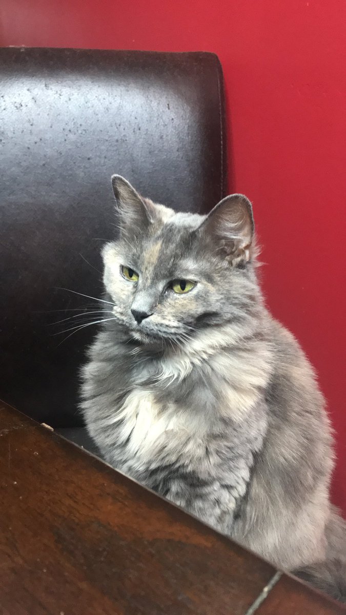 XxCelia98's tweet photo. #CatsForGrumpy #grumpycatRIP #CatsOnTwitter #GrumpyCat https://t.co/Tz6gh5meOv
