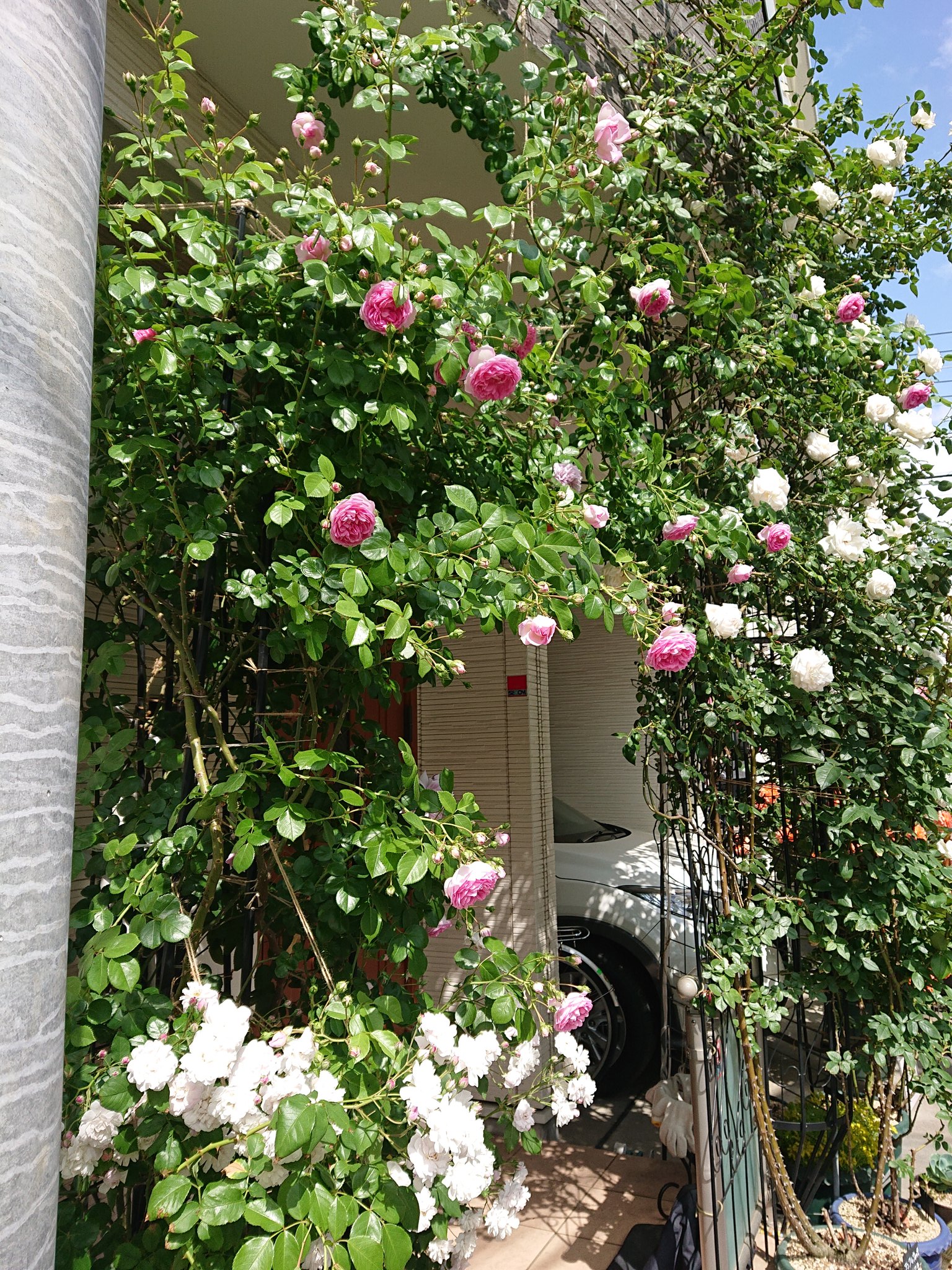 Felizrosa 自宅のバラが 見頃です ジャスミーナさんが咲くと 夏が来るなーという感じです いい香り お世話を本当に ありがとうございます バラ 昭島 鉢植え 鉢植えバラ 薔薇 鉢植えガーデン つるばら ジャスミーナ ピエールドロンサール