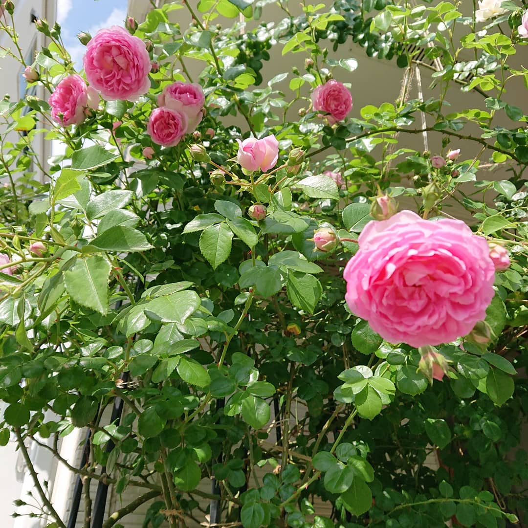 Felizrosa 自宅のバラが 見頃です ジャスミーナさんが咲くと 夏が来るなーという感じです いい香り お世話を本当に ありがとうございます バラ 昭島 鉢植え 鉢植えバラ 薔薇 鉢植えガーデン つるばら ジャスミーナ ピエールドロンサール