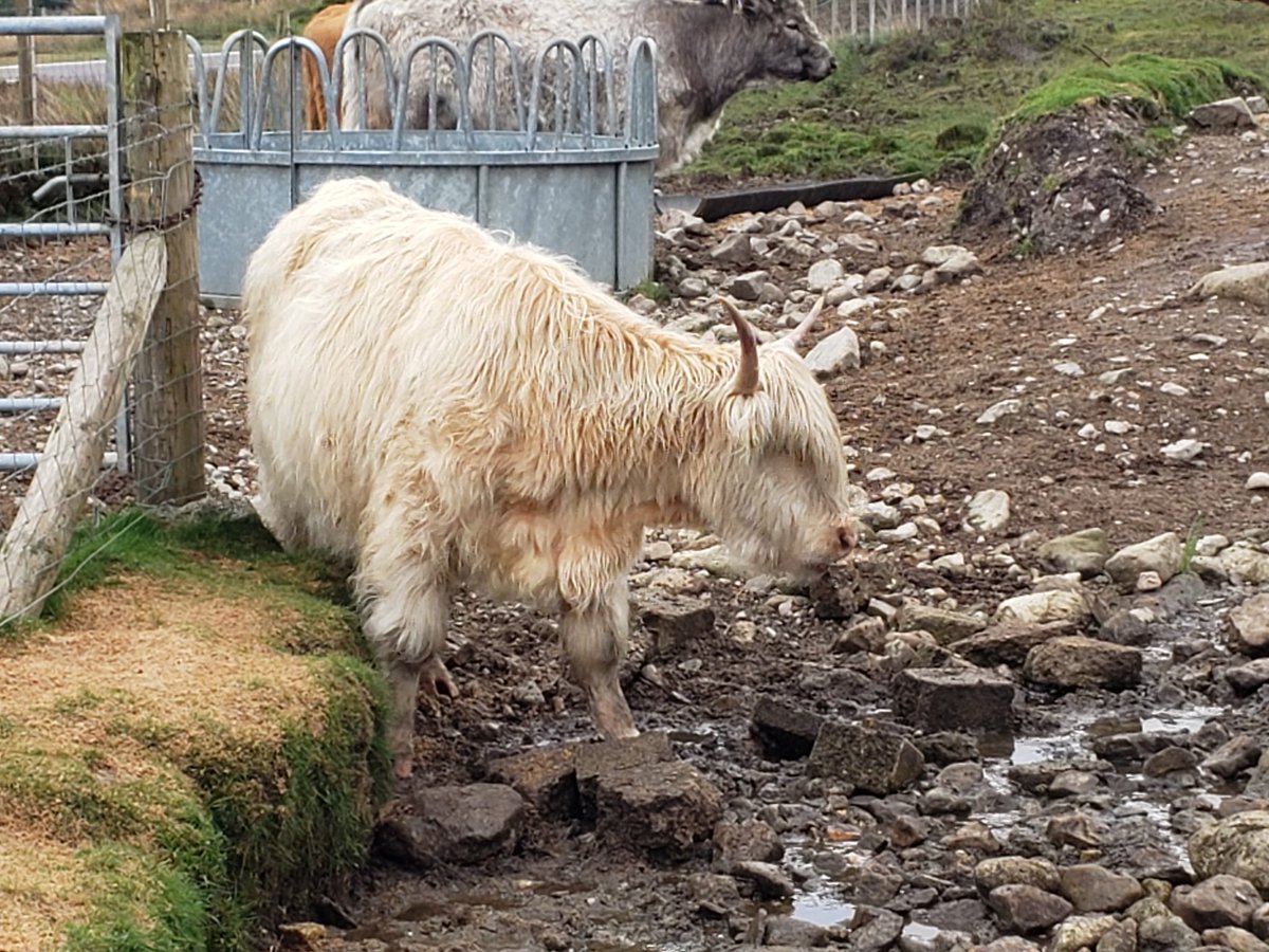 No, it's not a big ewe. It's one of  #HectorsHighlandCoos