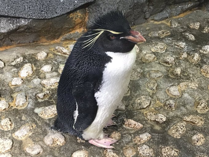 ミナミイワトビペンギンのtwitterイラスト検索結果 古い順