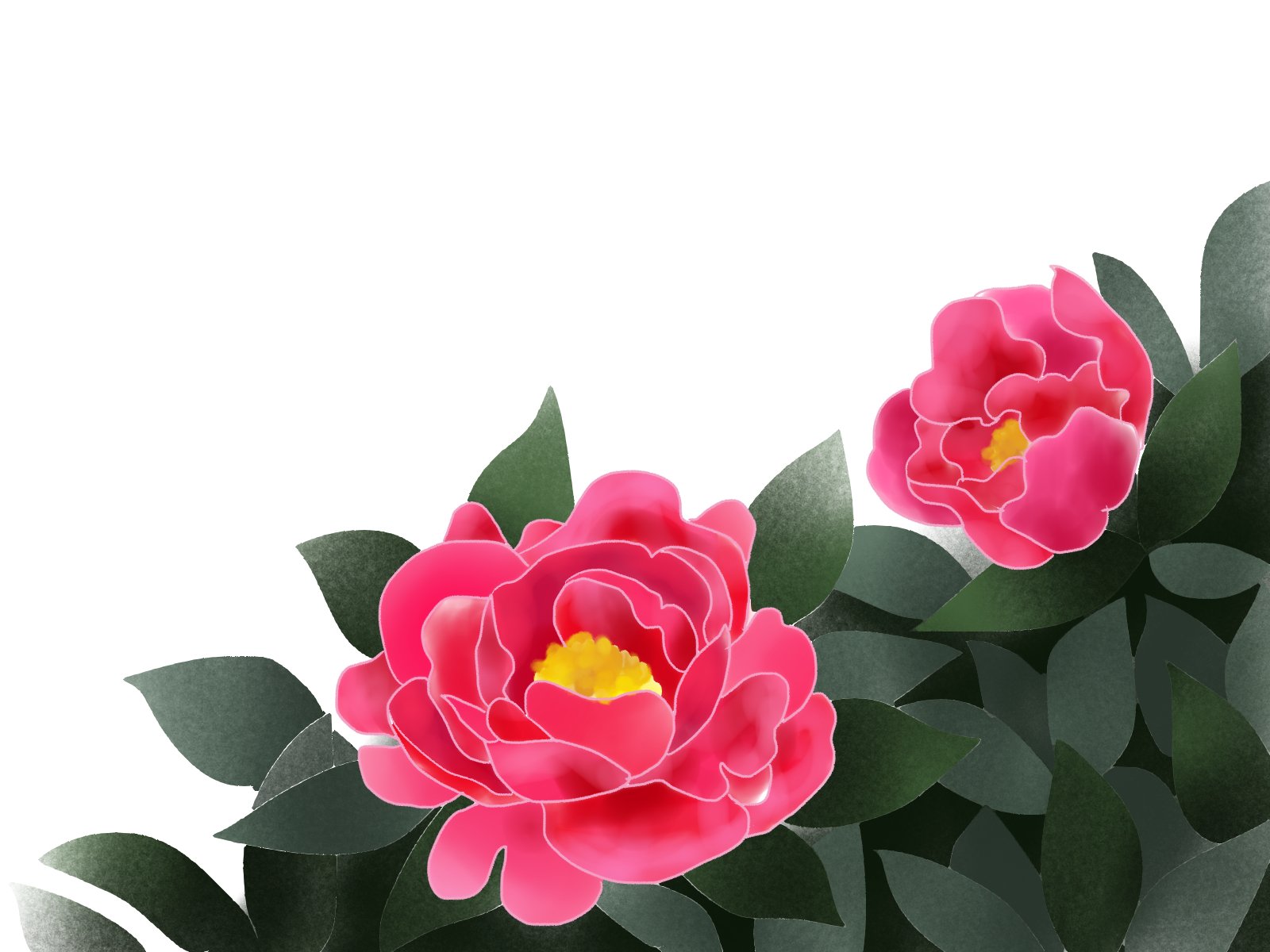 愛ちん ゆめみ愛 イラストacさん投稿の５月１９日の誕生花 芍薬 です 無料なので良かったらどうぞです T Co Ylut4tnqci 小野小町の百夜通いの伝説の一つに 言い寄る深草少将に毎日一株ずつ芍薬を植えさせ 100株になったら受け入れる と