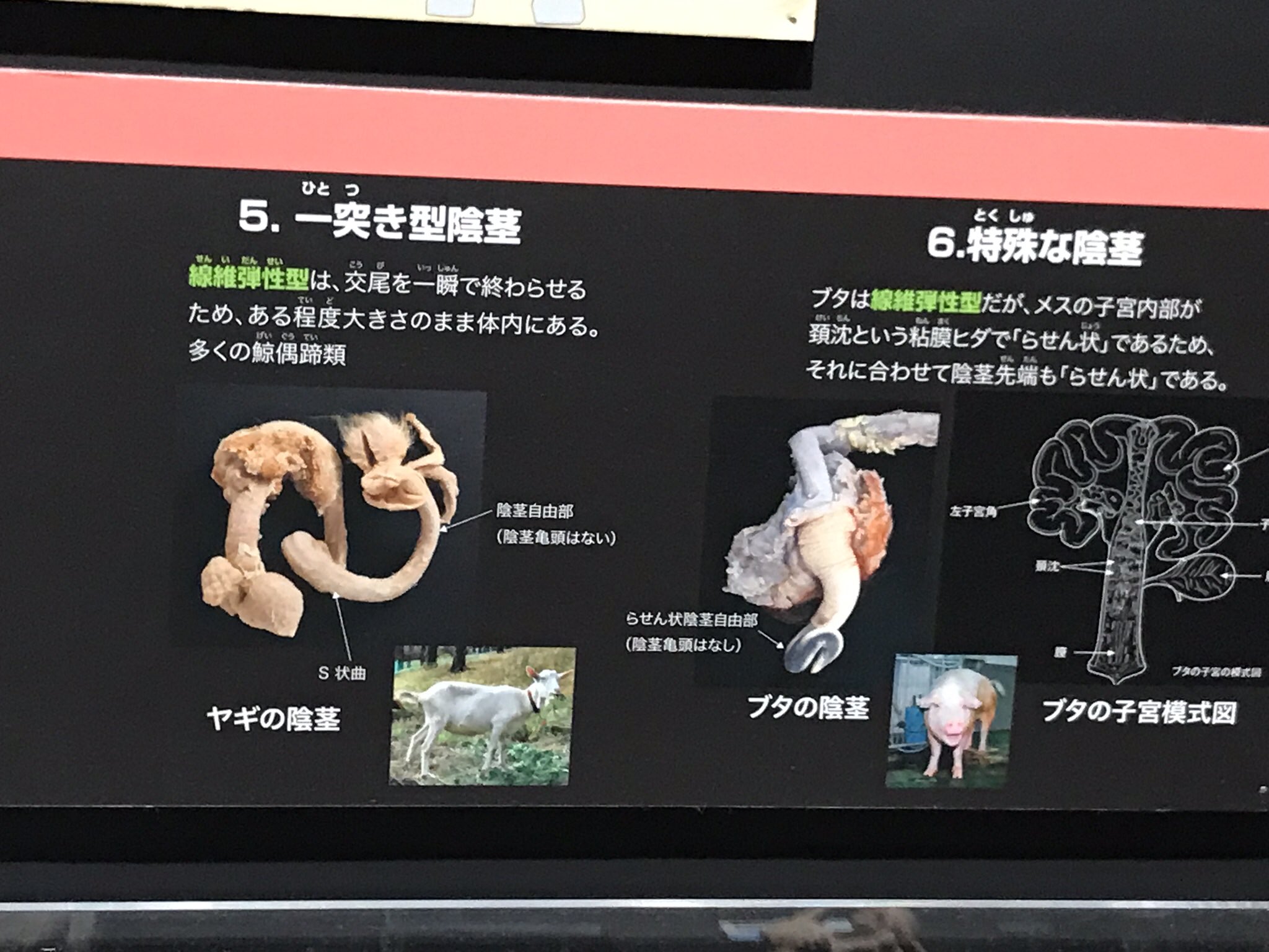 宋美玄 医者が教える女体大全発売中 大哺乳類展に来てるんだけど 陰茎のコーナーの行列が凄すぎた 確かに面白いけど 大哺乳類展2 宋美玄 医者が教える女体大全発売中 大哺乳類展に来てるんだけど 陰茎のコーナーの行列が凄すぎた 確かに面白いけど 大哺乳類展2