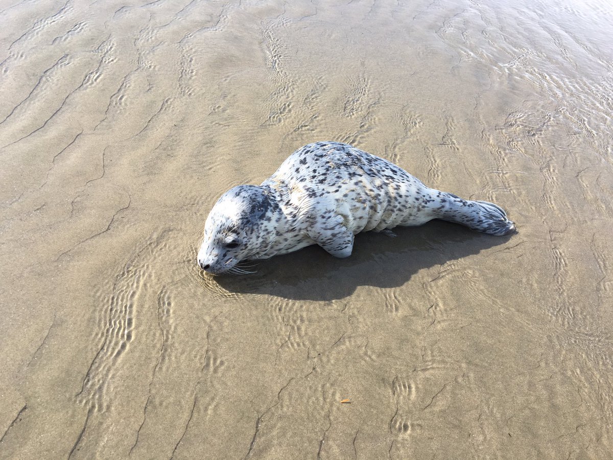nehalemgraves's tweet photo. Went to agate beach for the rockhounding but ended up seeing a lot more nature than I thought he would haha harbor seal pup hanging out on the beach, jellyfish doin’ laps in a tide pool, and so many little crabs
#Oregon #AgateBeach https://t.co/OZ3kaSirr8