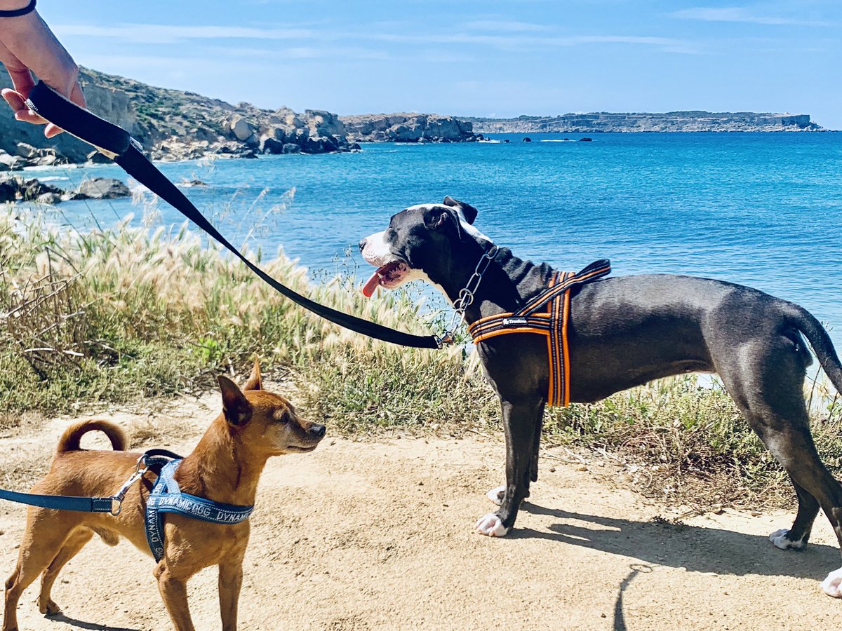 LB_whiteshark's tweet photo. Happy 1 Bday Atena ❤️🐶🎉🎊
#aptb #pit #pitbull #bull #dogs #needdogs #hundeliebe #hund #hunde #doglovers #dog #lovedogs #happydog #hundeland #solingen #dogoftheday #hundeleben #mydog #doggy #dogfun #dogphotography #hundewelt #doggiedaycare #dogislove #bulldog #btc #bitcoin $btc https://t.co/Kv8IOtjRj5
