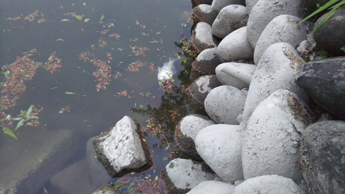 koryu_s's tweet photo. 4月の頭に自分のホームが水抜き番組で水を抜かれた訳なんですが、第一池、第二池、第三池と分かれており、今回、第二第三が抜かれまして、駆除したくない魚は第一に移した訳なんですが、１ヶ月ちょっと経った、手の付けなかった第一池の現状がこれです。
#新庄市 #最上公園 #池の水全部抜いてみた番組 https://t.co/RbHuZj18Vf