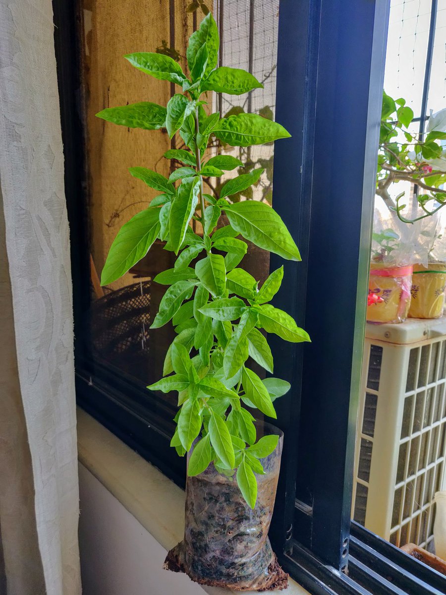 HerbsnSpices1's tweet photo. The last time I was in the US, I picked up seeds of herbs. I now have a healthy basil plant at home. I’ve just taken cuttings and am potting them. If you’d like one for your garden, let me know! @JoyAndLife
#nursery #homegarden #basil #basilplants #kitchengarden https://t.co/2ZYJWui3bR