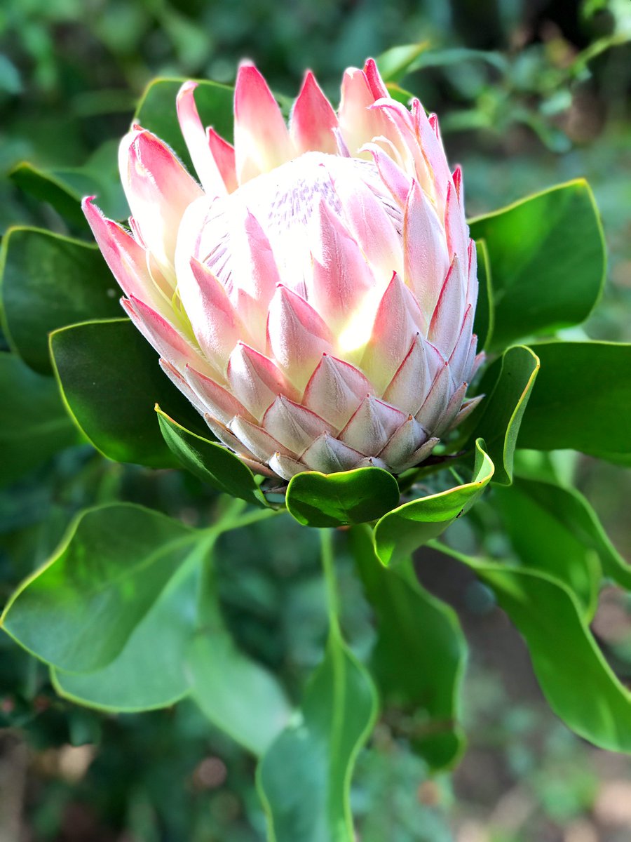 Edelweiss_Delp's tweet photo. For you Shantal Pearce our Angel in heaven! A birthday celebration for you today in the Winelands where you loved to be! A protea for you 💕 #missingyoudearly #protea https://t.co/FhtTX1zCB9