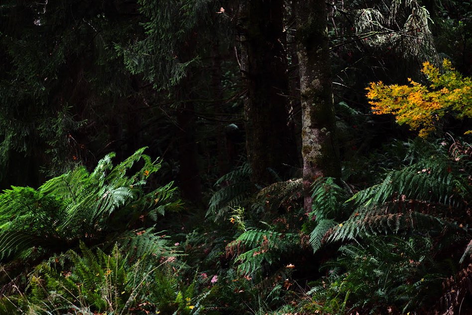 BogongSound's tweet photo. Current B–CSC residential artist Kristen Coleman talks about what she is up to at B–CSC “The quiet allows you to notice what would normally go unnoticed. Click to read more ”https://t.co/bvol79bxRE
#bogongsound #fieldrecording #soundscape #masterclass #highplains #bcsc #soundart https://t.co/01I76ASFLQ