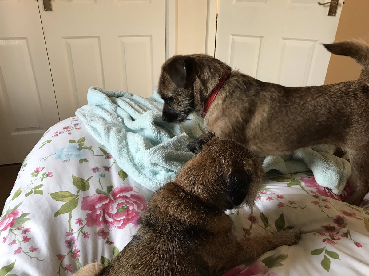 mjb9756's tweet photo. I have come to disturb that Sunday lie in #playears https://t.co/D3upOyzi3D