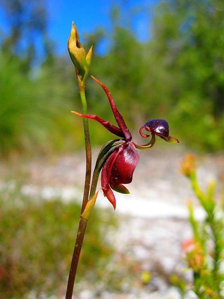 ddoniolvalcroze's tweet image. The Flying Duck Orchid (Caleana major) is found in Australia