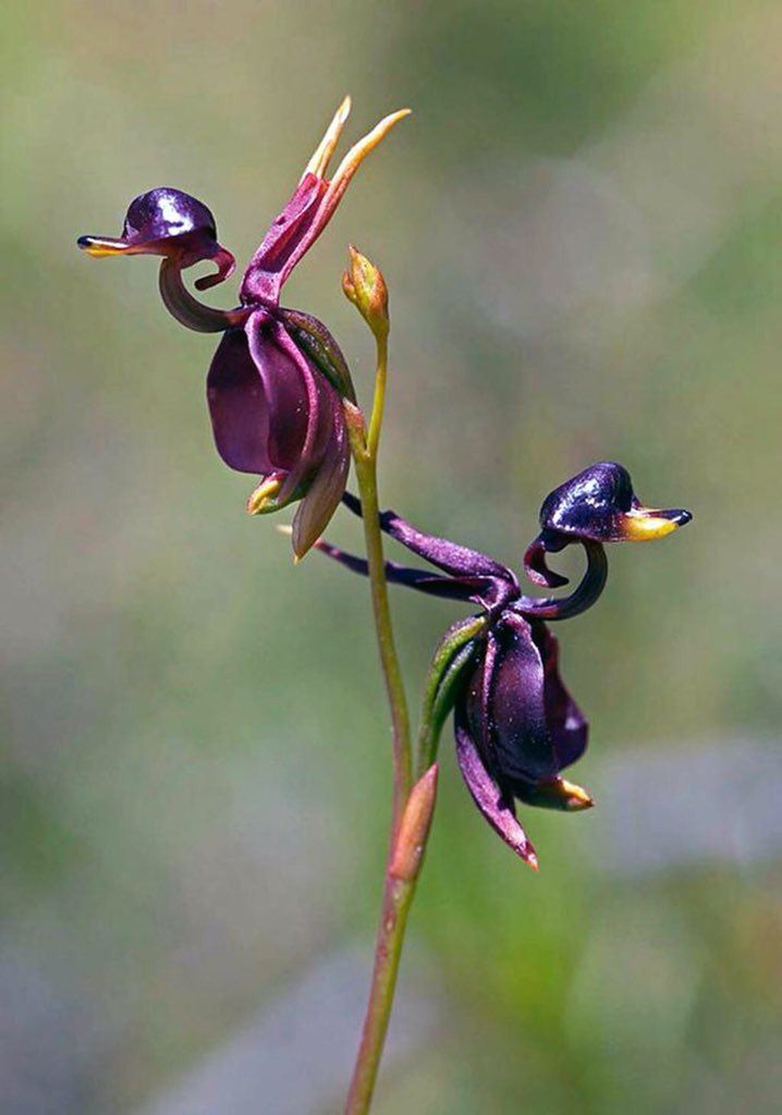 ddoniolvalcroze's tweet image. The Flying Duck Orchid (Caleana major) is found in Australia