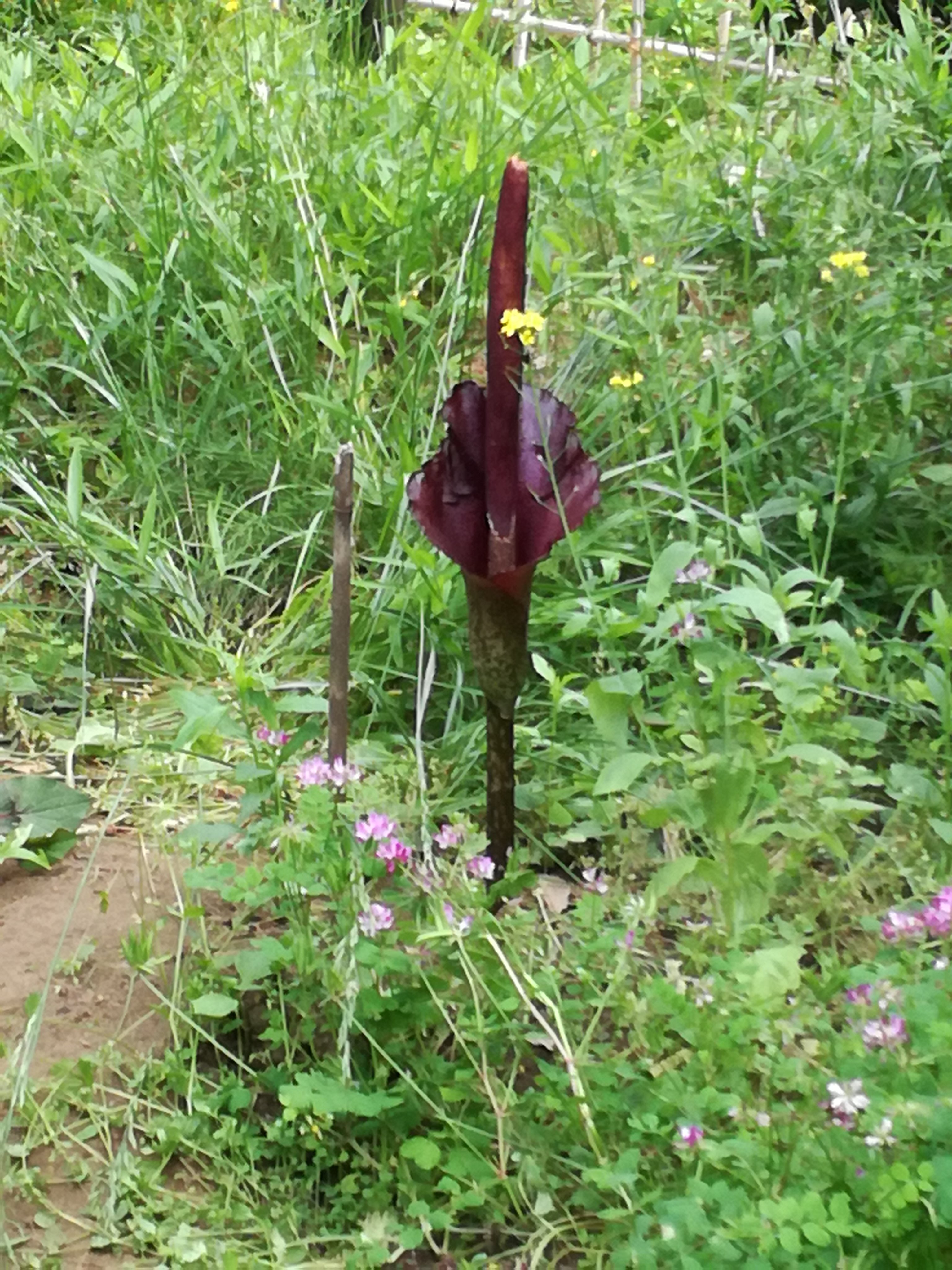 川崎市立日本民家園 旧北村家の畑でこんな植物を見つけました この存在感たるや スゴイ 何かわかりますか 答えは なんと コンニャクの花 ４年以上植えてからじゃないと咲かない珍しいものだとか ボランティアの方が大切に育てているコンニャク芋