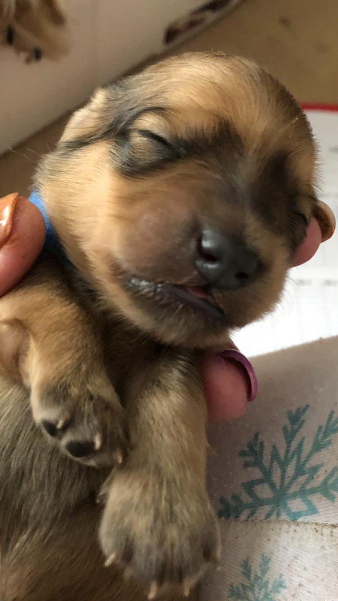 longhaireddach's tweet photo. We have a new brother joining us in July #zeus #puppy #dachshund #SundayMotivation https://t.co/pJ23pXZPhr