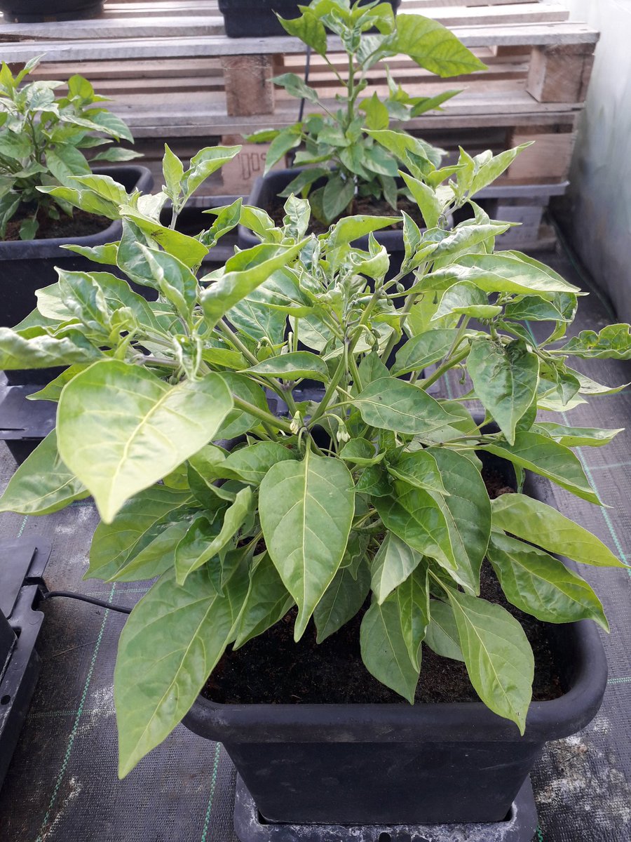 ChilliExperienz's tweet photo. The 2019 Chilli plants are really starting to thrive in the Portuguese sunshine. Won't be long until we have fresh pods available!! https://t.co/FNj9TTJ5MI