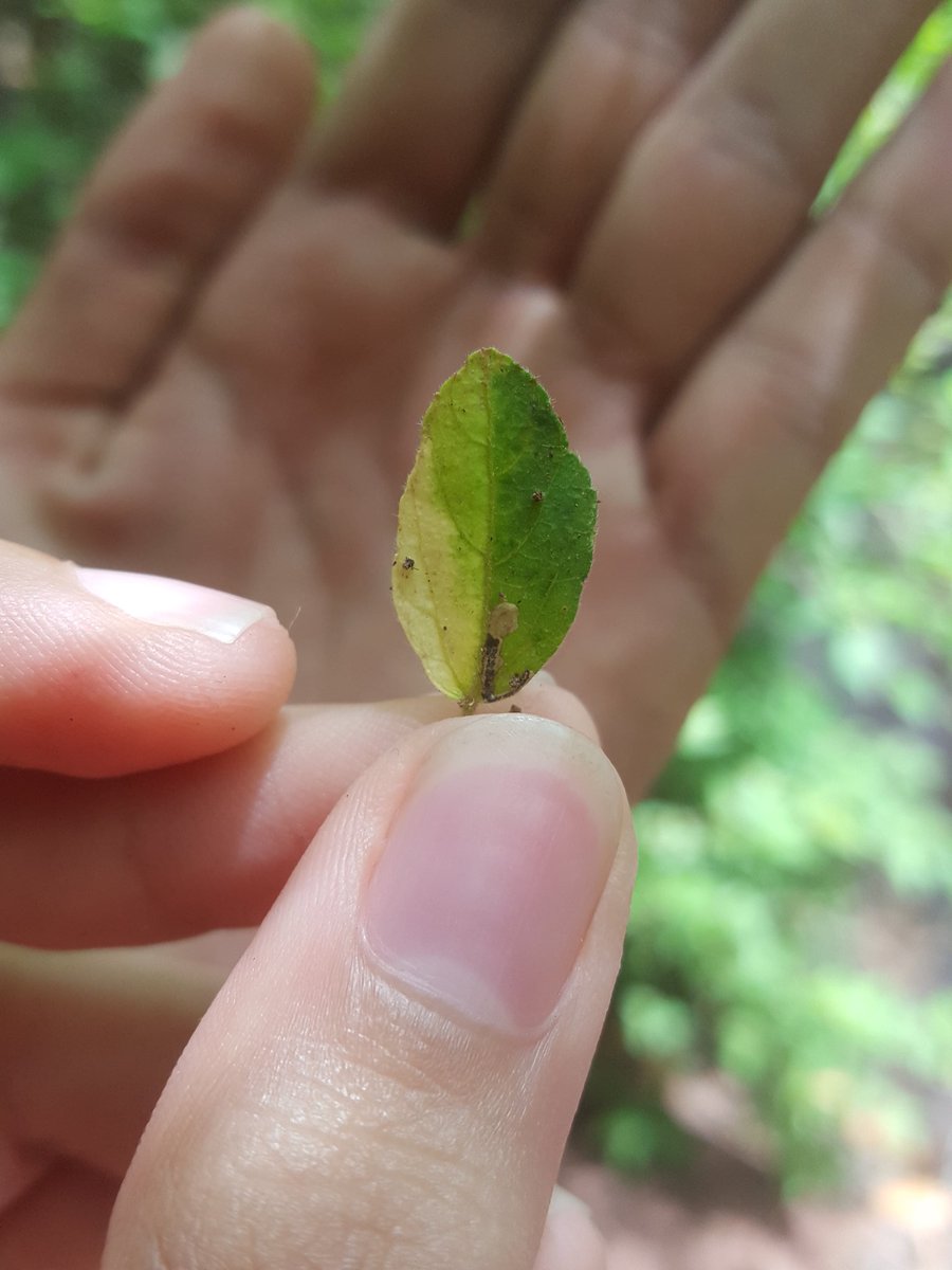 FernandaFlamen1's tweet photo. La simpleza de la naturaleza me fascina. 🍃
#Nature #Coeas https://t.co/W6aiRkEPby