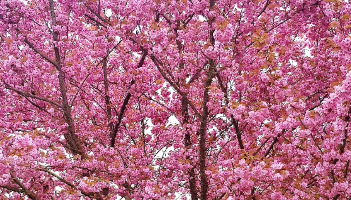 Mouhammad's tweet image. Aller Anfang ist schwer.