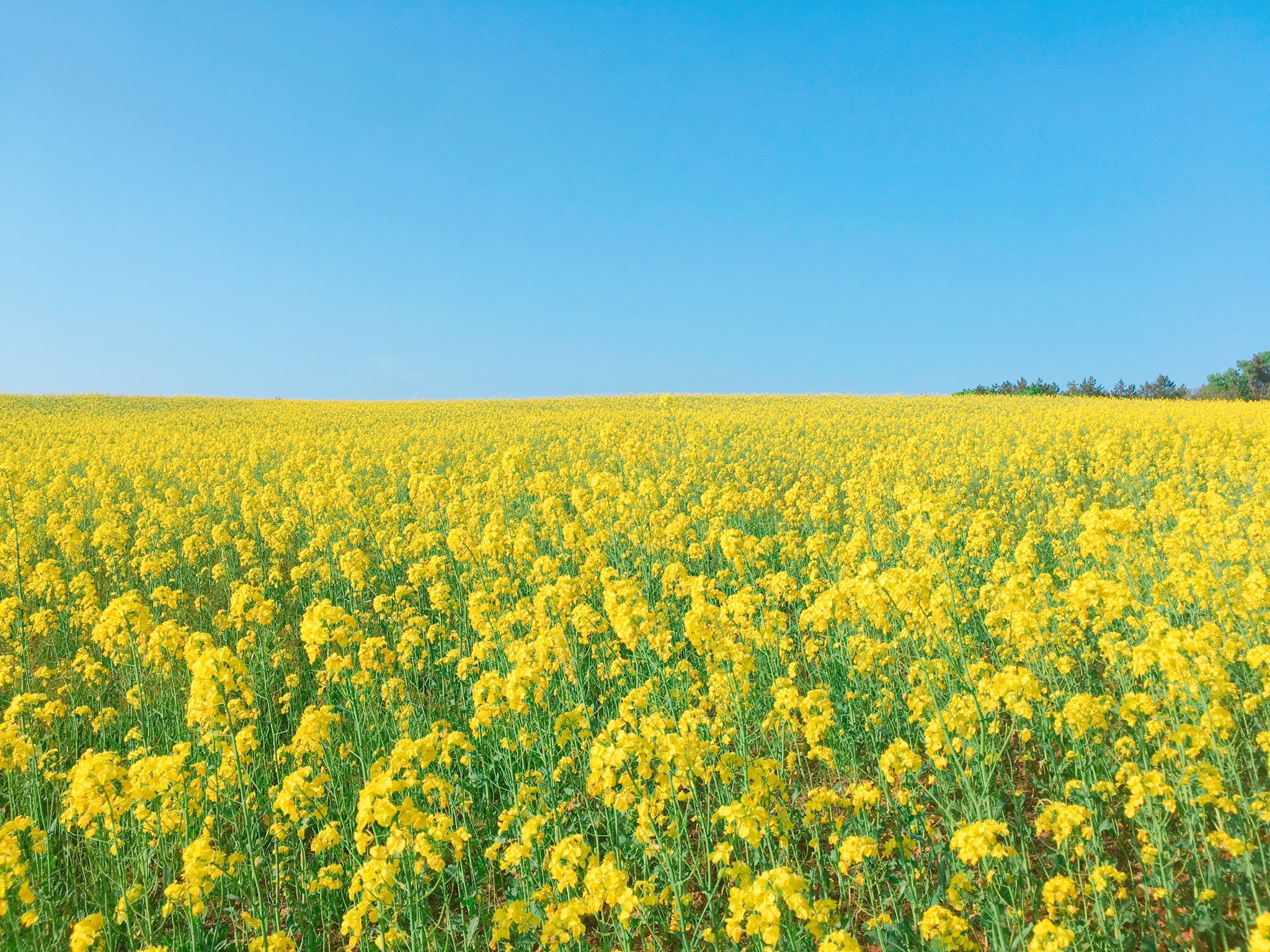 Twitter 上的 ひの Clannad聖地 青森 菜の花畑 感無量 汐が駆け回ってる ひの聖地巡礼の旅 T Co Iln2odplyy Twitter