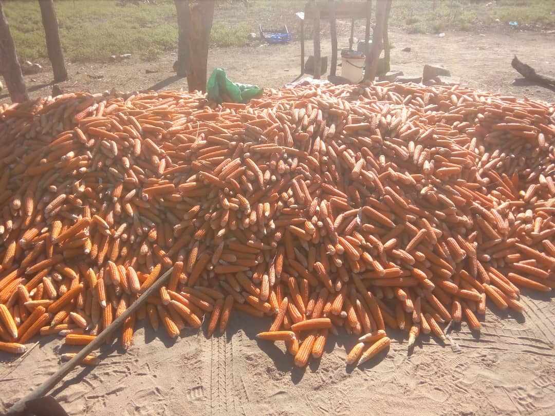 What a bumper harvest of ZS242 vitamin A orange maize!! Despite the drought, rural farmers in Zvimba, Zim supported by <a href="/HarvestPlus/">HarvestPlus</a> <a href="/HarvestPlusZim/">HarvestPlus Zimbabwe</a> <a href="/faosfsafrica/">FAO Subregional Office for Southern Africa</a> <a href="/UKinZimbabwe/">UKinZimbabwe 🇬🇧 🇿🇼</a> <a href="/PalladiumImpact/">Palladium</a> <a href="/LFSPZim/">LFSPZim</a> to grow &amp; eat biofortified maize &amp; beans are smiling all the way to the bank.