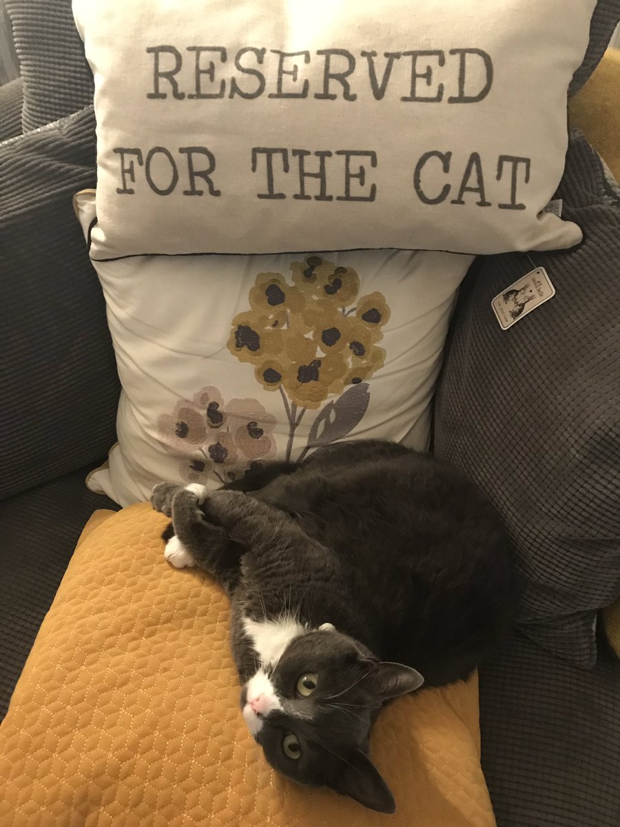 mich2clark's tweet photo. @SundayBrunchC4 think my cat has reserved the best seat in the house https://t.co/12ADWZDfQW