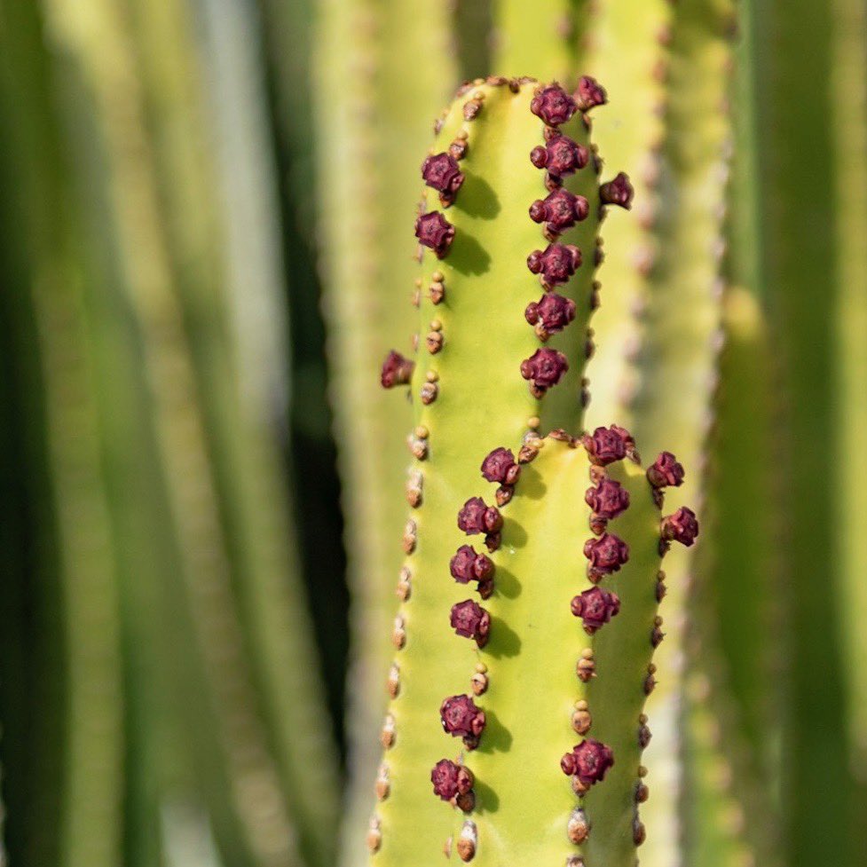 be_thyself's tweet photo. beautiful flora at LaPalma
#flora #cactus #LaPalma #Nikon https://t.co/d95rOWqLQM