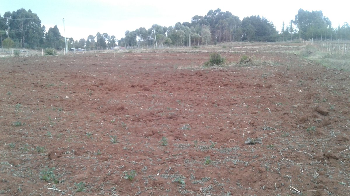 Earthed up this potatoe field over the past 2 days. Hoping to see a change in 2 weeks that will result in a harvest in July/August. #PotatoeFarming #NairobiFarmer