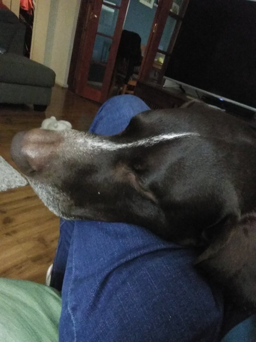 OpenRoadOz's tweet photo. and it's Sunday night again  ...#postbeach 🐶 nap 💤 https://t.co/7akd4tOhCI