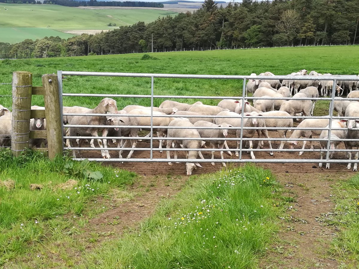 SlowFoodEdin's tweet photo. Thanks to @ErringtonCheese for our Meet the Producer visit today. Selina gave us a #cheese rooms tour see #CorraLinn, #LanarkBlue &amp; #LanarkWhite. Also the start of #SirLancelot production. Thanks to Andrew @Sheepsmilkscot for the #farm tour. #rawmilk #GoodCleanFair #SlowFood https://t.co/thMcsO8bxd