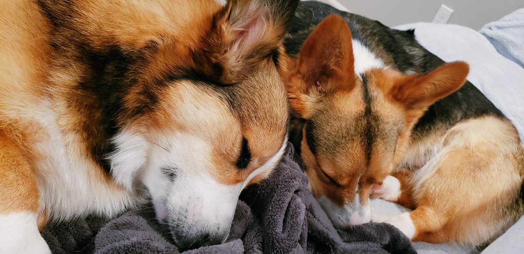 queenoftheblah's tweet photo. Sunday mornings are for the corgi boys ❤ https://t.co/f2Io2zUcrR