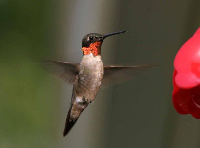 How to turn your backyard into a hummingbird haven dlvr.it/R50fbG